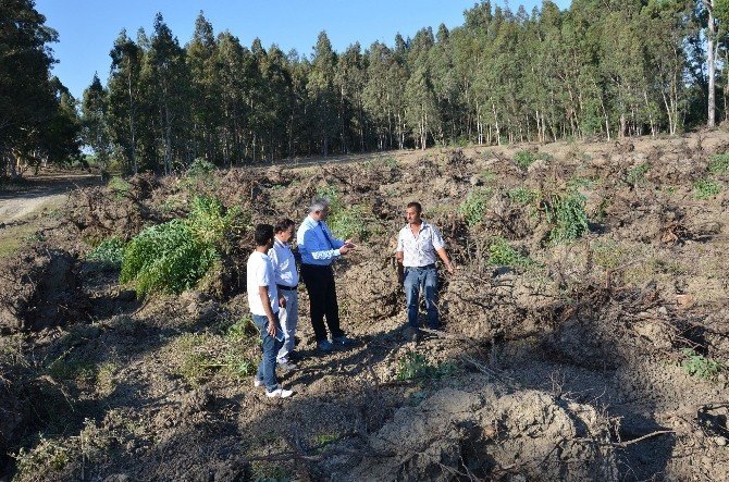 Mersin’de 152 hektar alanda endüstriyel ağaçlandırma çalışmaları yapılıyor