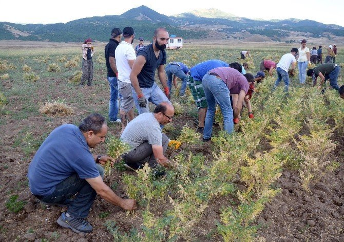 Türkiye Komünist Partili belediyede hasat vakti