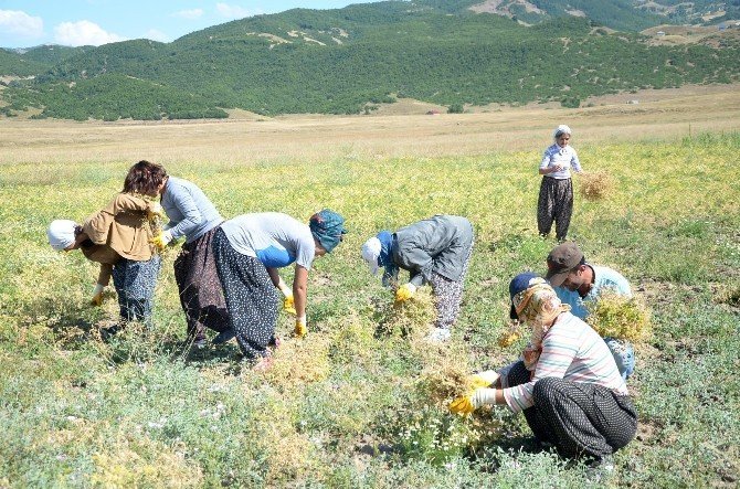 Türkiye Komünist Partili belediyede hasat vakti