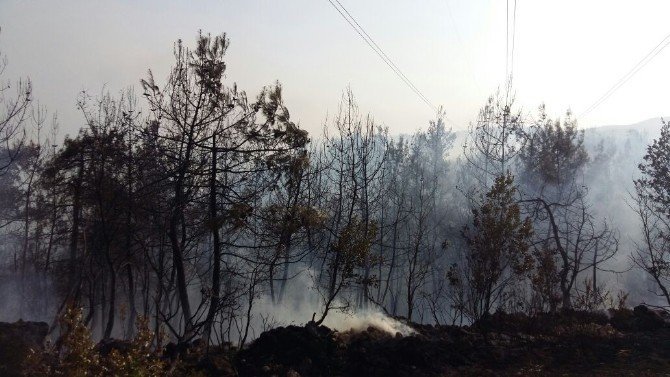 Osmaneli’nin Avdan köyünde çıkan orman yangını kontrol altına alındı