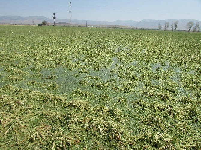 Sandıklı’da dolu ve şiddetli yağış tarım ürünlerine zarar verdi