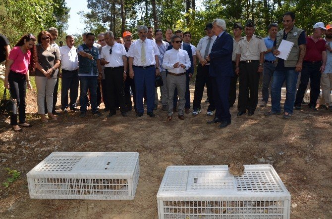 Sinop’ta 200 sülün doğaya salındı