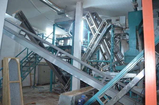 Fiskobirlik tesislerinde lazerli deneme fındık kırımı yapıldı