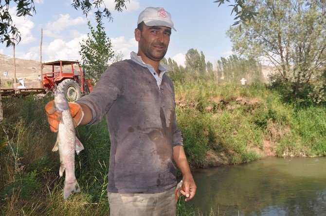 Kızılırmak’taki esrarengiz balık ölümleri korkuttu