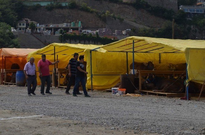 Trabzon’da kurbanlıklar pazara indi