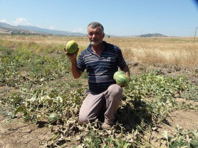 Yozgat’ta yetişen muz tadındaki kavunun hasadı başladı