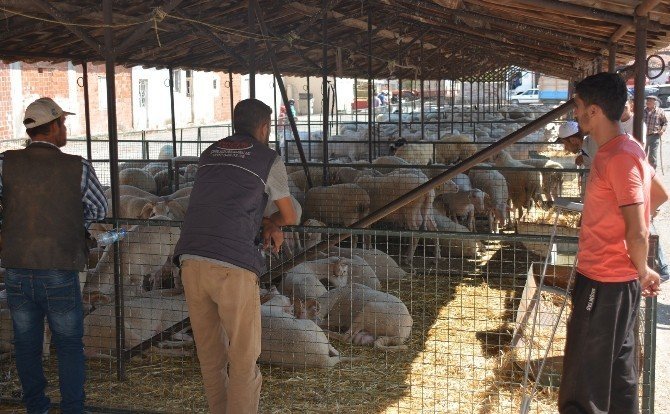 Bergama’da 156 üreticiye koyun, keçi ve koç dağıtıldı