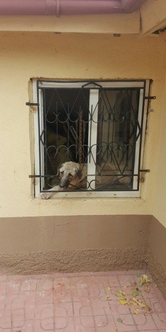 Kafası pencere demirine sıkışan köpek kurtarıldı