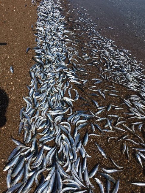 Bozcaada’da sahile vuran yüzlerce balık korkuttu