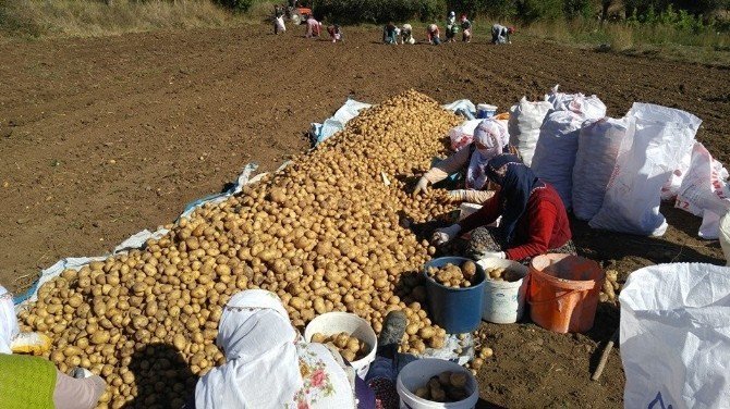 Türkiye’nin ilk “beyaz patates” hasadı yapılacak