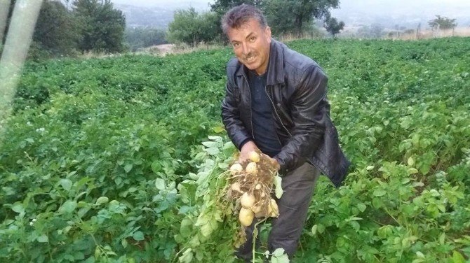 Türkiye’nin ilk “beyaz patates” hasadı yapılacak