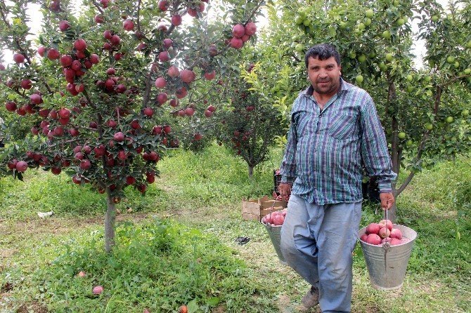 Karaman’da elma hasadı buruk başladı