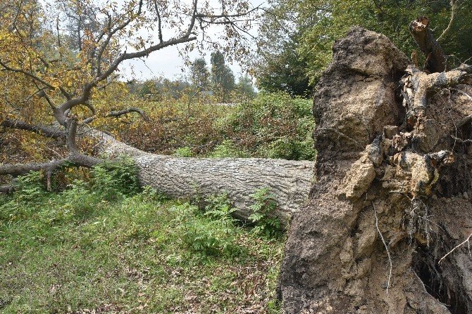 Sinop’ta ağaçlar devrildi