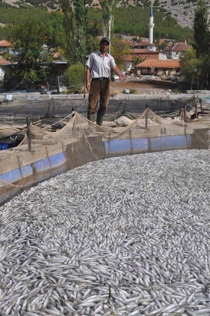 Alabalık tesisinde yaklaşık 1,5 milyon balık telef oldu