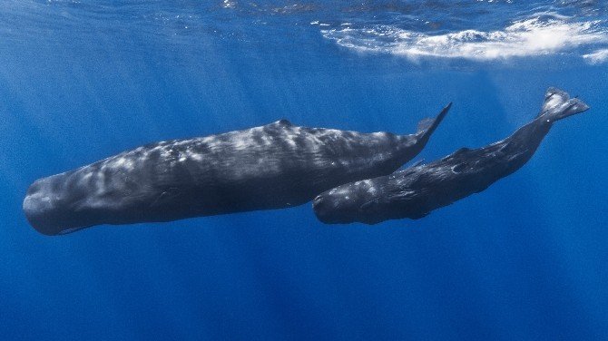 Sevimli balina çifti Marmaris sularında