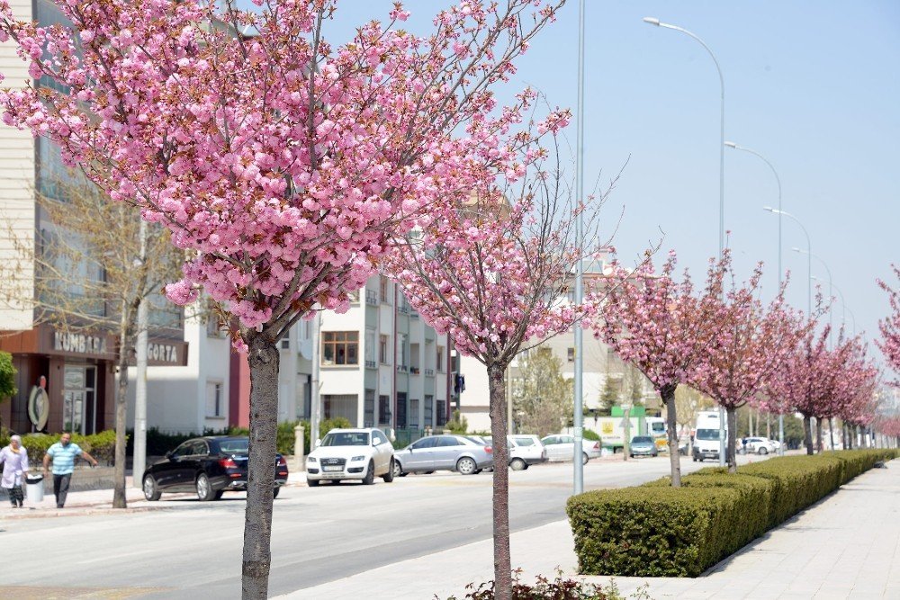 Konya’da sakuralar şehre renk katıyor