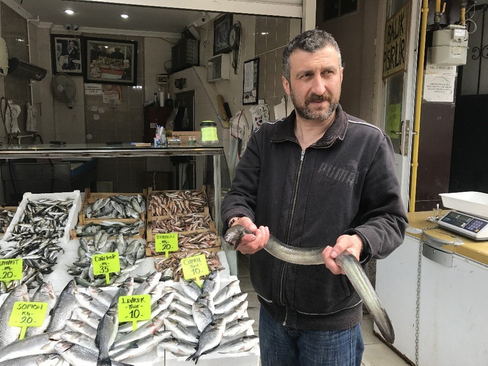 Karadenizde 1 metre uzunluğunda yılan balığı yakalandı