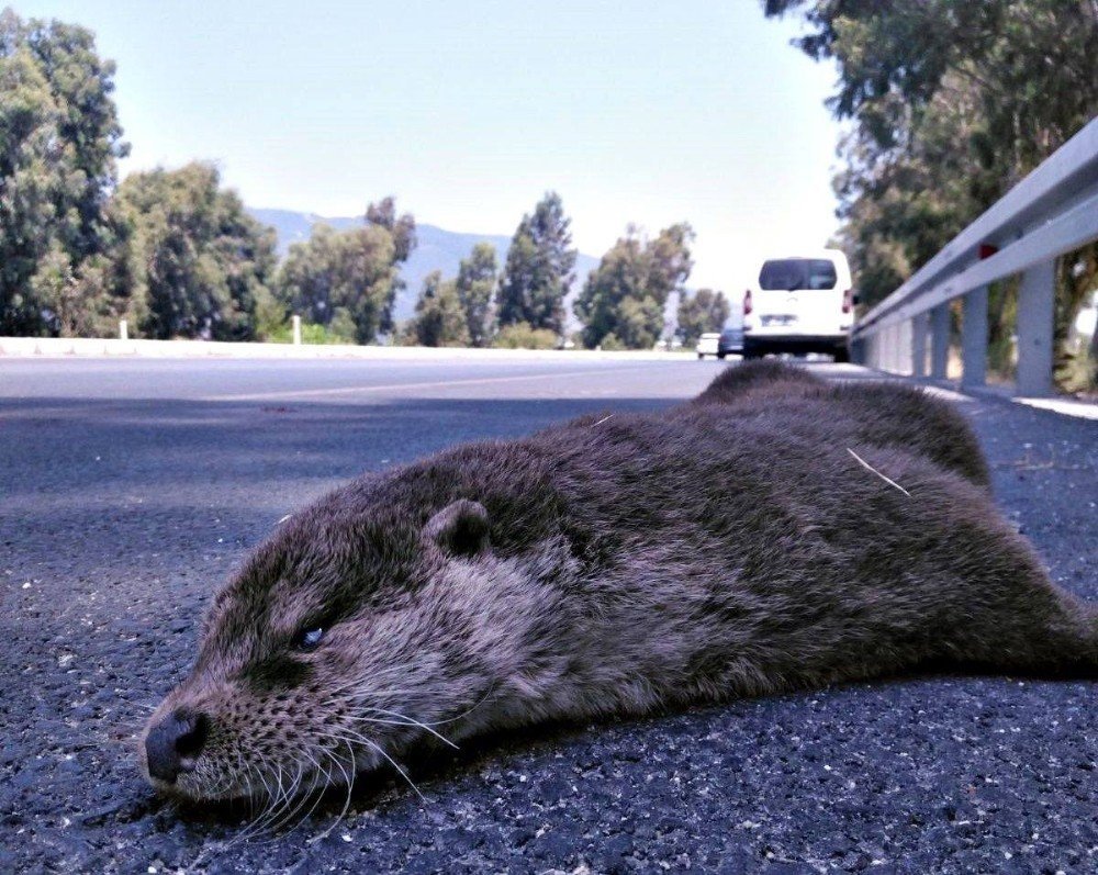 Söke-Milas kara yolunda su samuru ölü olarak bulundu