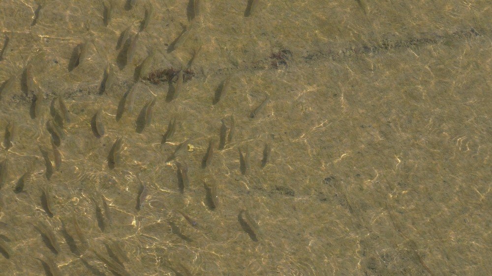 Beyşehir Gölü’nden kanala yavru balık akışına tepki