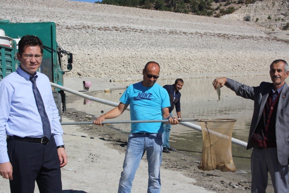Burdur’da iki baraja 350 bin yavru sazan salındı