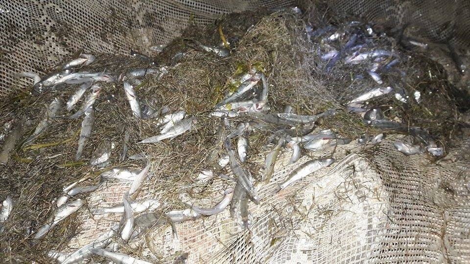 Su birikintilerinde mahsur kalan yavru balıklar kurtarıldı