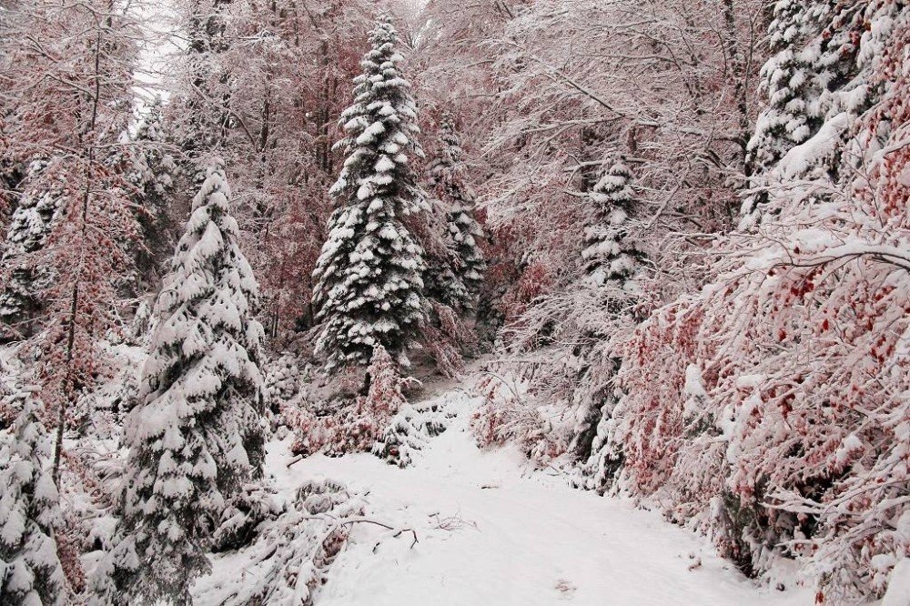 Zonguldak ormanlarında sonbahar ile kışın renkleri büyülüyor