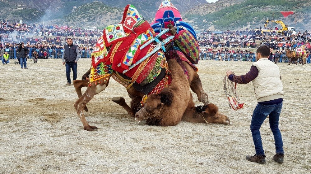 Buharkent’te deve güreşlerine büyük ilgi