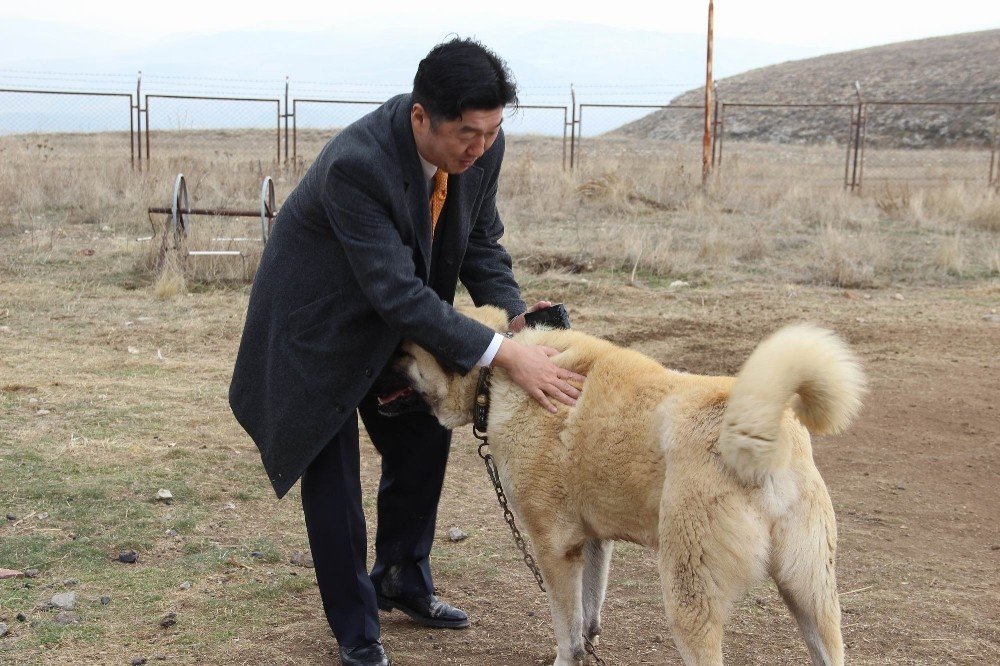 Japon patronun Kangal köpeği sevgisi