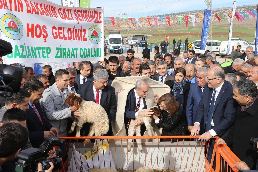 Büyükşehir’den 400 Çiftçiye 200 ton koyun süt yemi