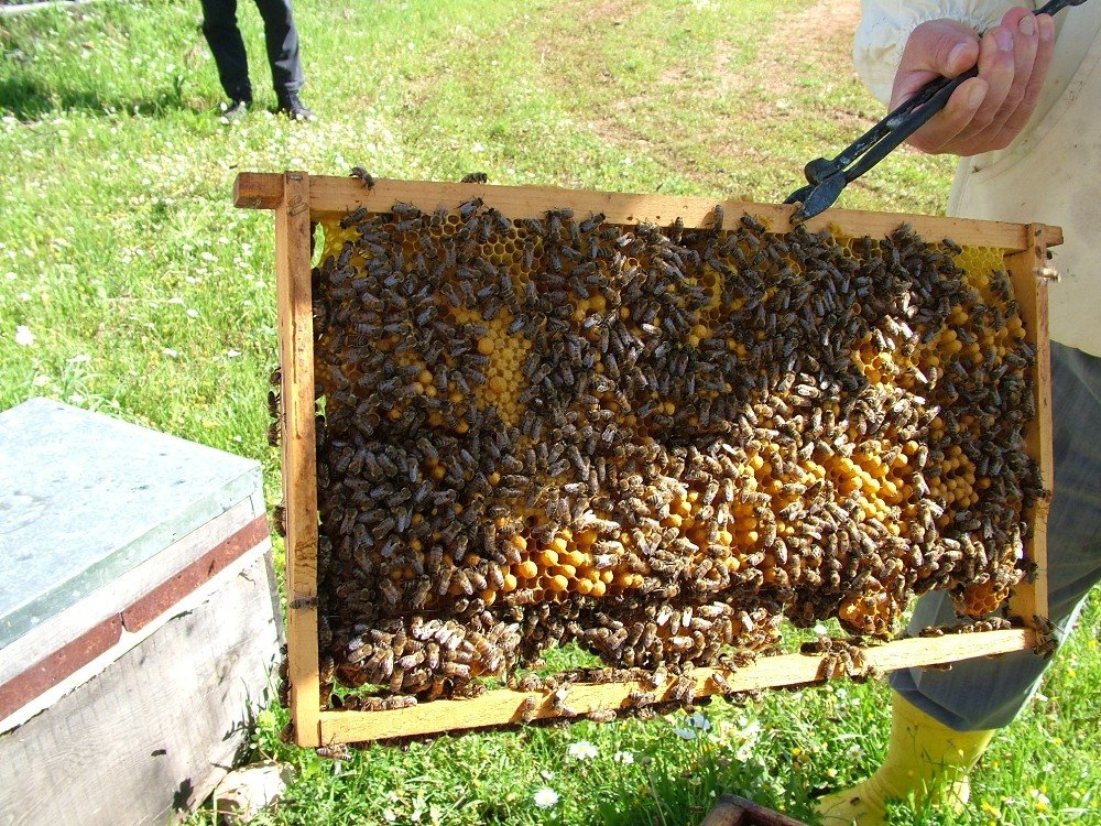 Türkiye’nin arı üreticileri İstanbul’da buluşuyor