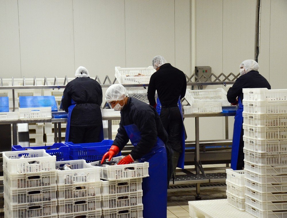 AB desteği ile fabrika kurdu, şimdi 5 milyon liralık ihracat yapıyor