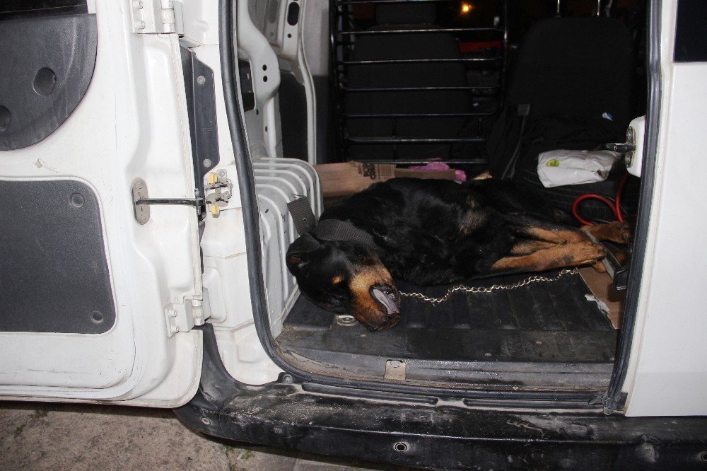 Bodrum’da köpek katliamı