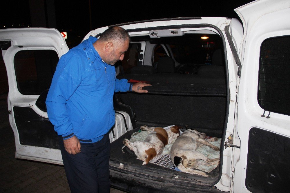 Bodrum’da köpek katliamı