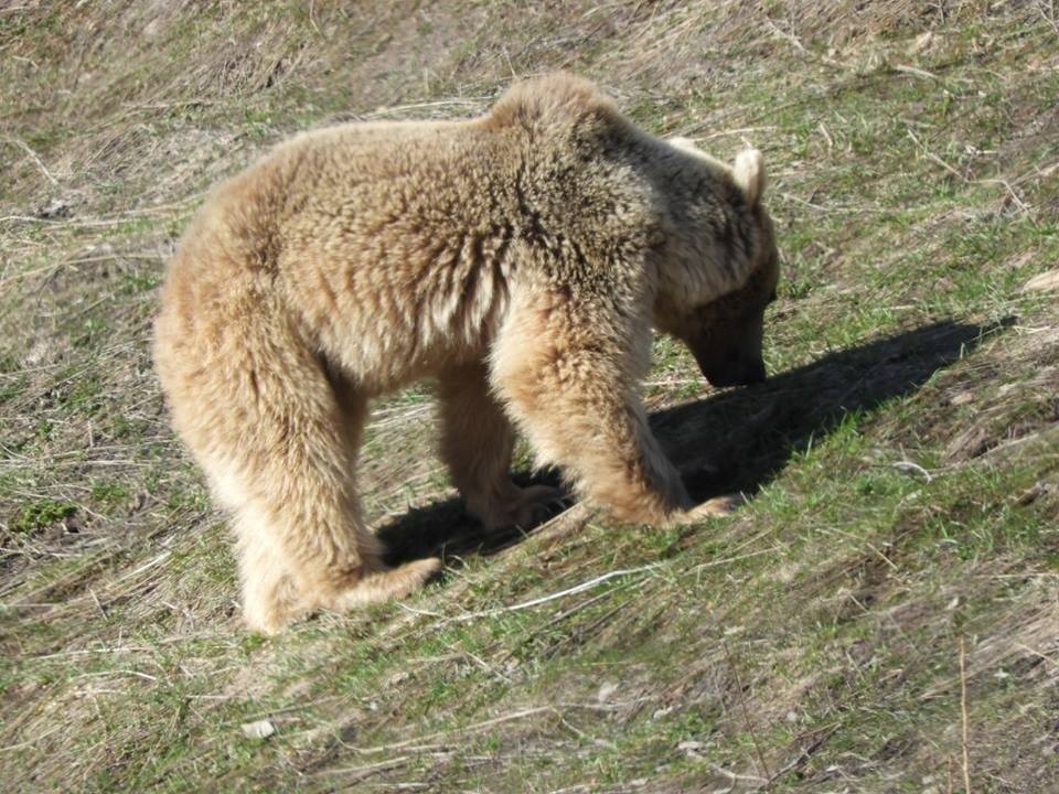 Tunceli’de köy çevresinde gezinen ayılar objektiflere yansıdı