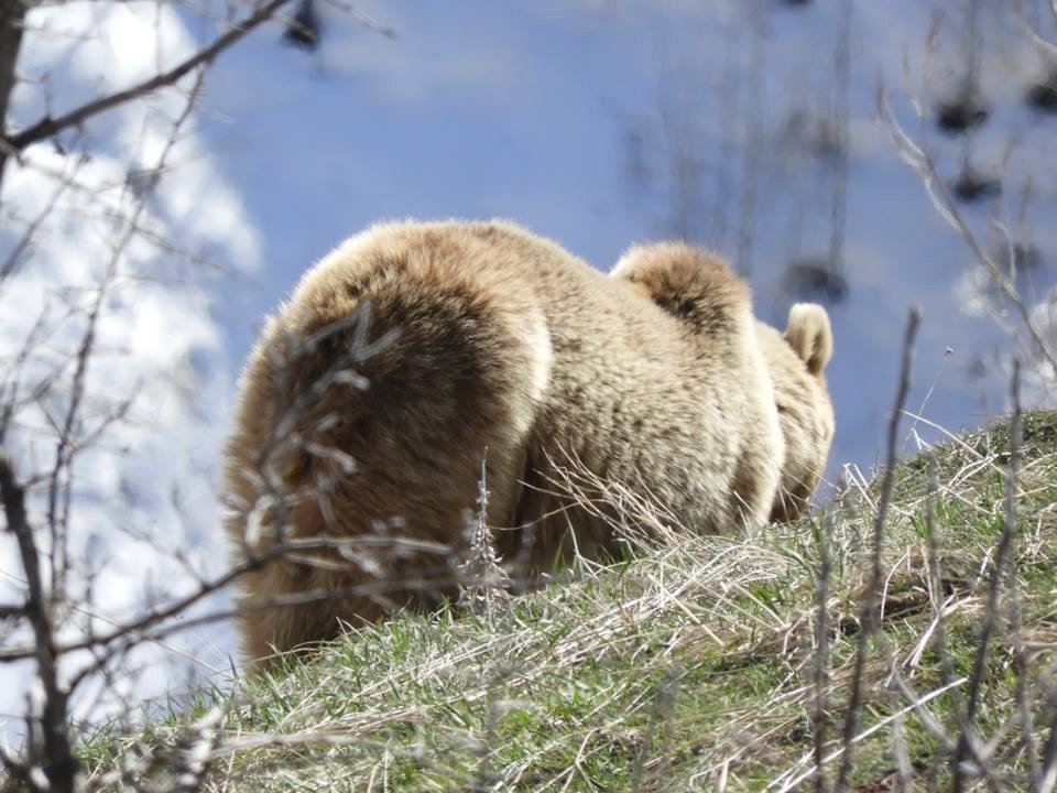 Tunceli’de köy çevresinde gezinen ayılar objektiflere yansıdı