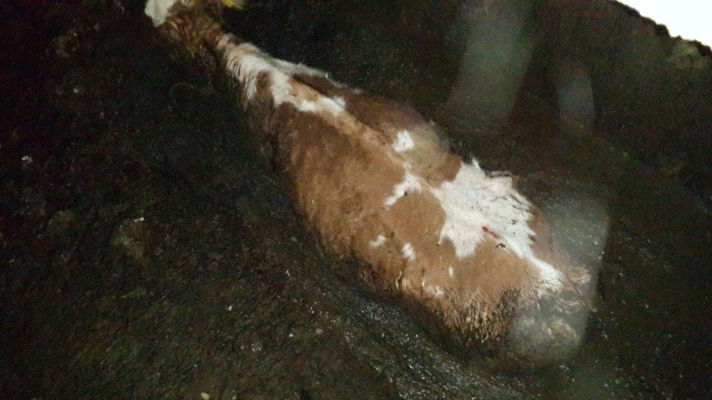 Foseptik çukuruna düşen hamile inek, 4 saatte kurtarıldı