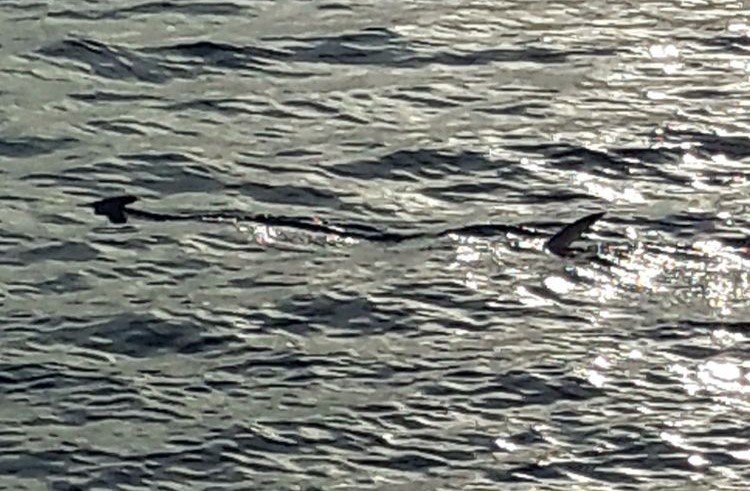 Muğla’da balıkçıların ’köpek balığı’ şaşkınlığı