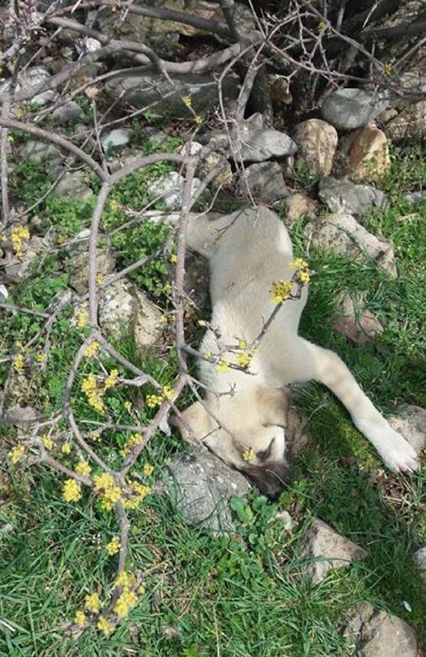 Isparta'da 18 köpek ölüsü bulundu