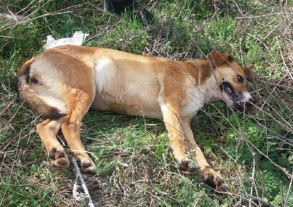 Isparta'da 18 köpek ölüsü bulundu