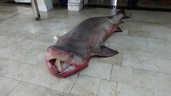 Silifke'de 4 metrelik köpek balığı yakalandı
