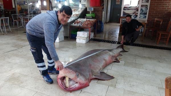 Silifke'de 4 metrelik köpek balığı yakalandı