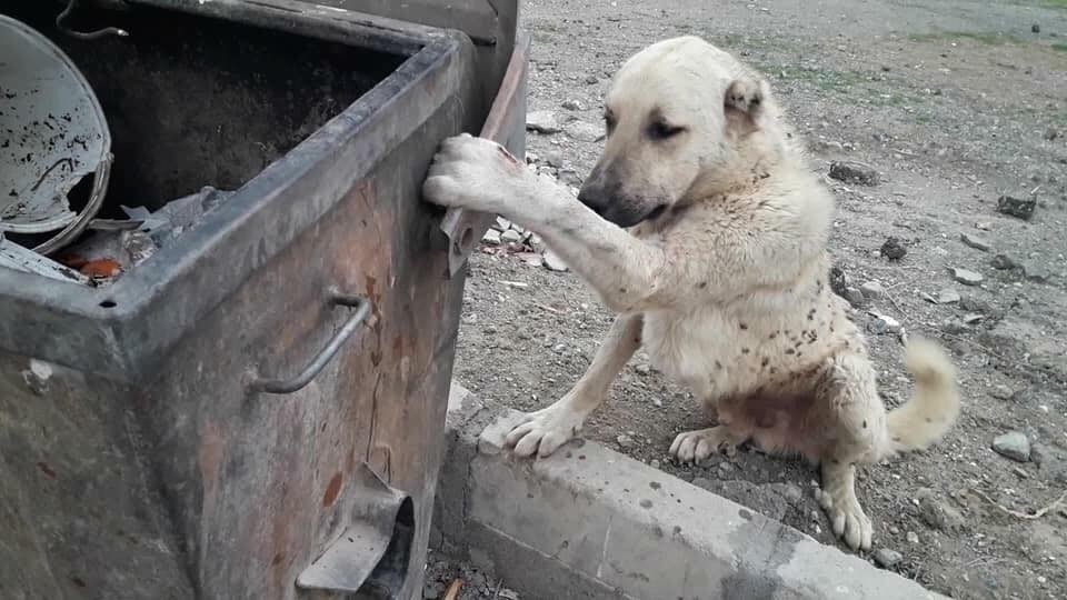 Çöp kutusuna ayağı sıkışan köpeği itfaiye kurtardı