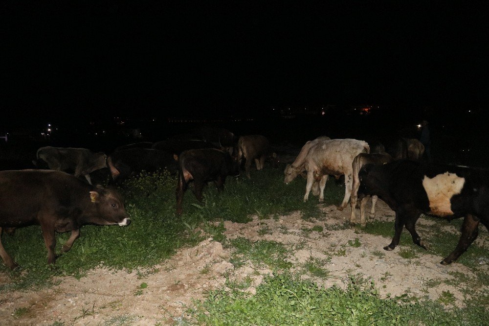 Çoban uyuya kaldı inekler şehre indi