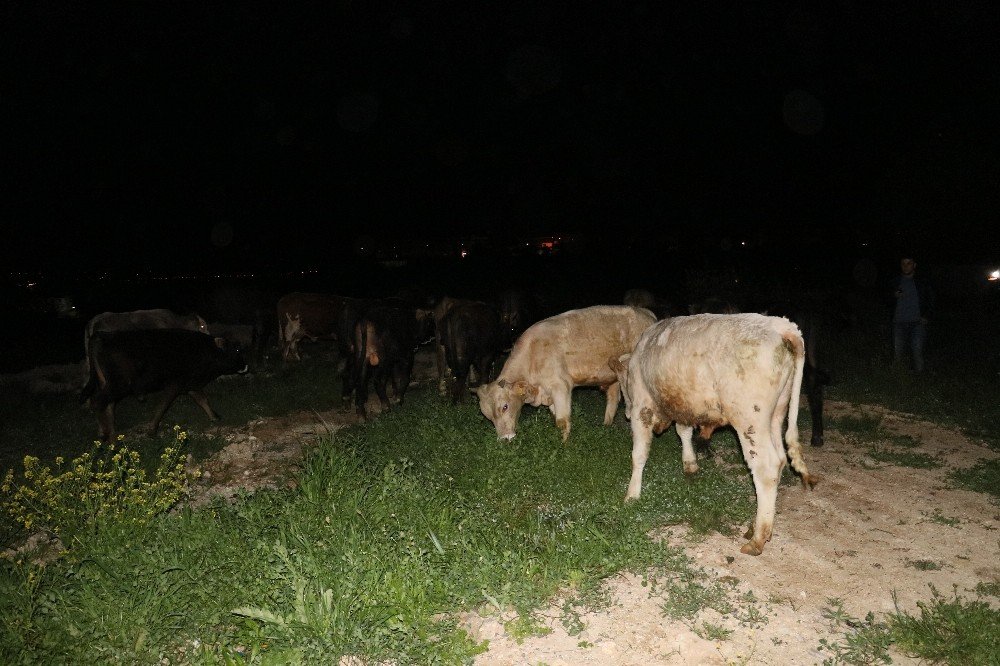 Çoban uyuya kaldı inekler şehre indi