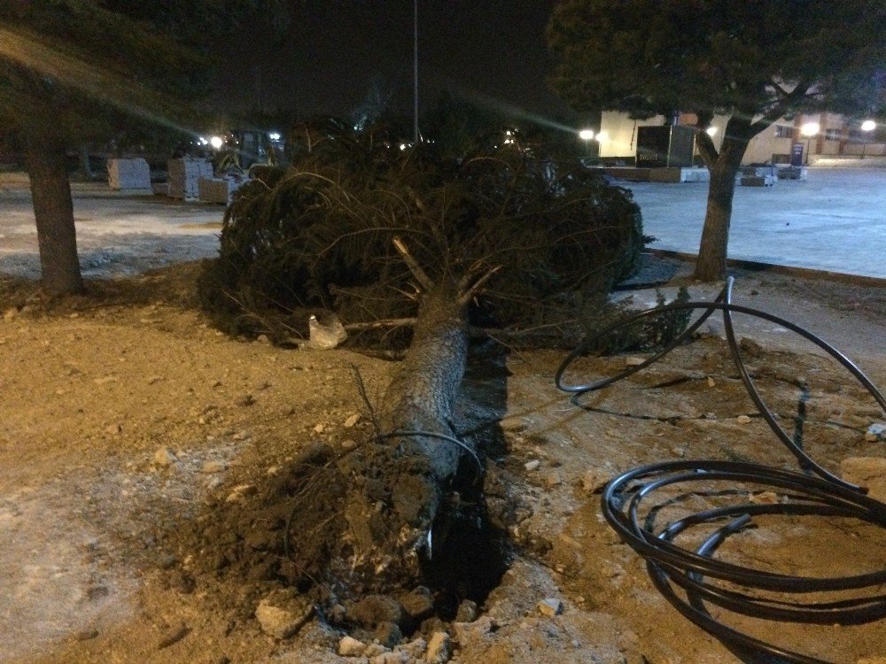 Erzincan’da fırtına ağaçları yerinden söktü