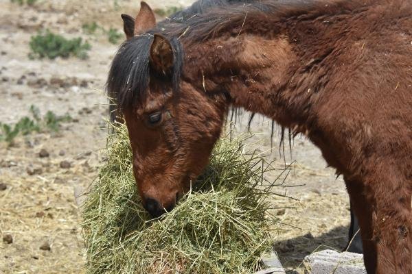 19 atın telef olduğu çiftlikteki diğer atlar köylülere dağıtıldı 