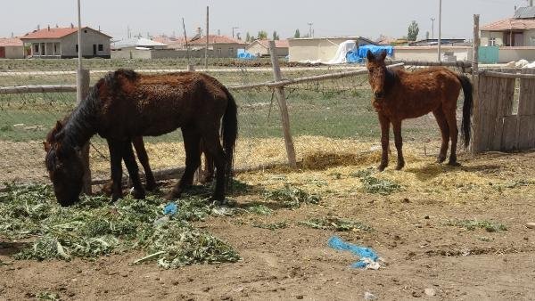 19 atın telef olduğu çiftlikteki diğer atlar köylülere dağıtıldı 