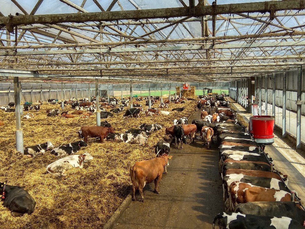 Organik süt sığırcılığı projesine AB’den 1 milyon 436 bin Euro