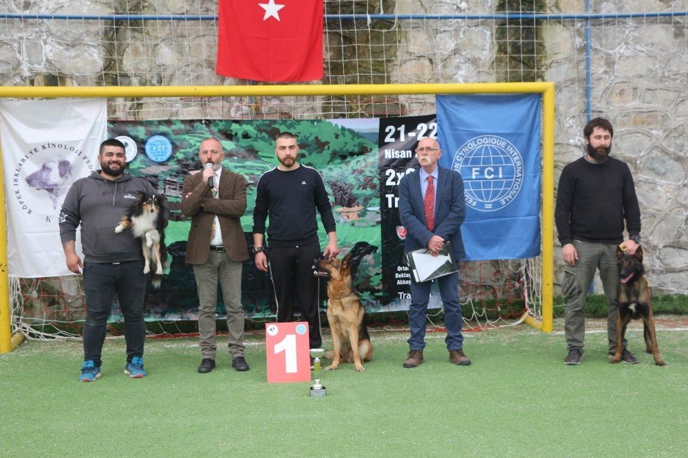 Trabzon’da uluslararası köpek ırkları yarışması