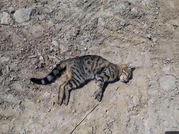 Manisa'da hayvan katliamına tepki